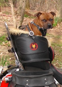 Staffordshire Bullterrier in his medium size Beast Rider.