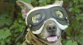 APBT sporting her large Knoggles.