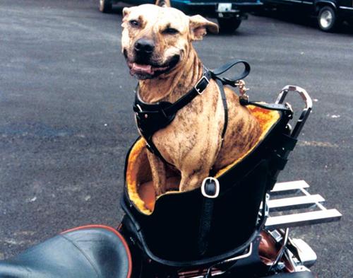 APBT fitting herself into a small size Beast Rider
